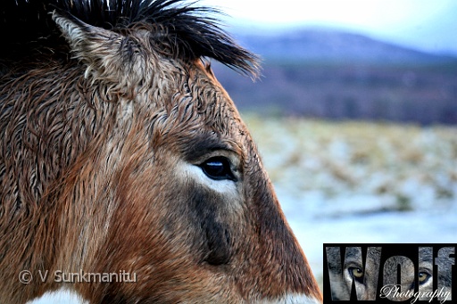Mongolian Wild Horse 006 copyright Villayat Sunkmanitu.jpg